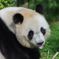 Obraz premium Giant panda, Ailuropoda melanoleuca, head