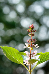 basil leaves on nature bokeh background