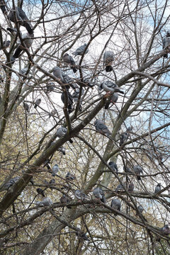 many pigeons on a tree