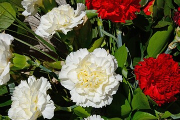 Red and white carnations in a Maltese floral tribute, Malta.