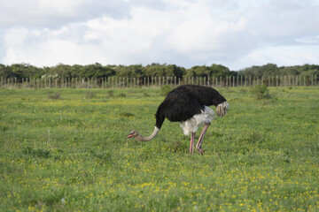 Common Ostridge, Addo Elephant National Park, Eastern Cape, South Africa