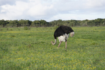 Common Ostridge, Addo Elephant National Park, Eastern Cape, South Africa