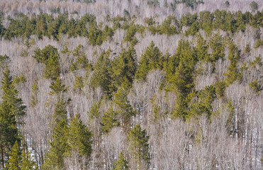Top view forest of birches and pine trees in the spring
