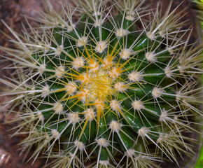 Top view of green round cactus with white needles close-up