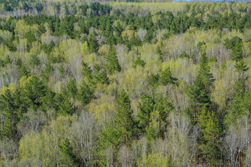 Top view forest of birches and pine trees in the spring