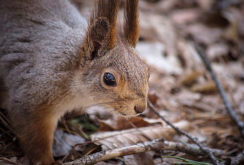 Squirrel against the background of dry leaves