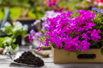 Seedlings of colorful flowers for planting in the garden.