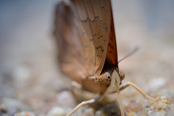 butterfly on the rock.