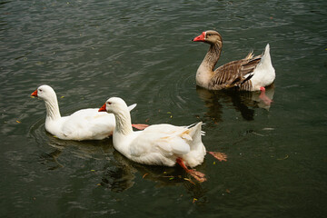 Geese. River, lake