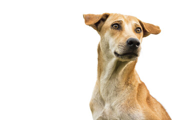 brown dog isolated white background.
