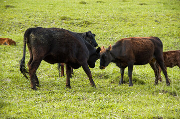 Cow with a bull fight against the background of other cows