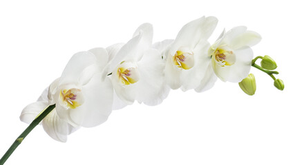 Naklejka na ściany i meble Delicate orchid branch blossoming with large white flowers isolated on white background. Blooming twig of Phalaenopsis orchid flower.