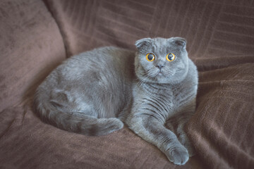 British Grey cat. Cat watching TV and relaxing on the couch. Soft focus