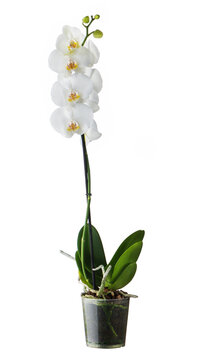 Delicate Orchid Branch Blossoming With Large White Flowers In Sale Transparent Plastic Pot Isolated On White Background. Blooming Twig Of Phalaenopsis Orchid Flower.