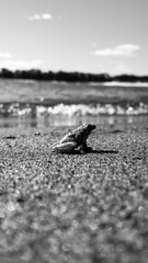 Little Frog