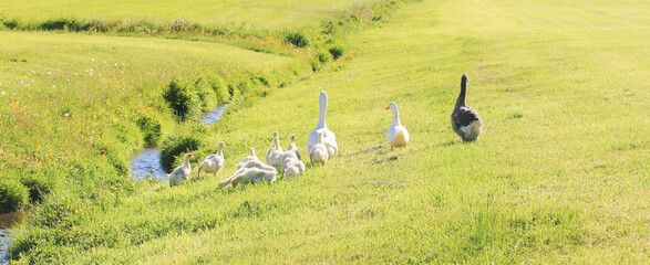 Gänsefamilie unterwegs