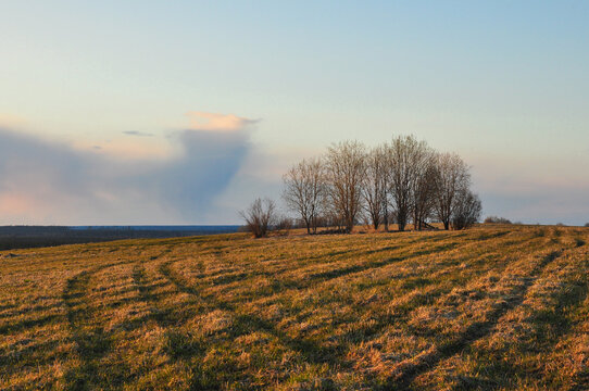 Trees in the field on the top of the hill. Nature landscape in sunset light