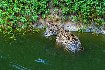 The nature of leopard.