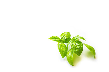 Fresh branches with leaves of organic basil isolated on a white background with focal blur