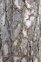Texture bark pattern of a Kesiya pine tree (Pinus kesiya Royle ex Gordon) in the northern forest of...