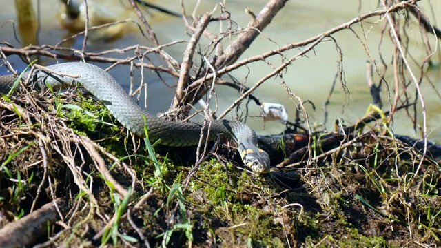 Grass Snake (Natrix Natrix) resting in the warmth. The Grass snake, also called Water snake or Ring snake in the reed in a wetland.