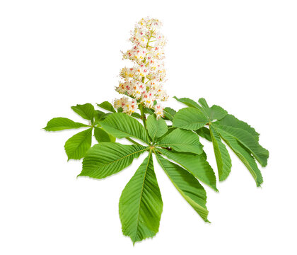 Branch of the blooming horse-chestnuts on a light background