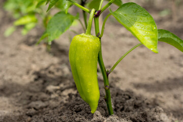 Growing shrub with green sweet peppers (paprika). The Bush is watered with the water.