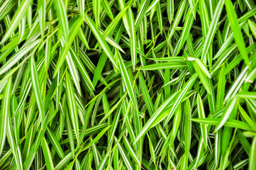 dwarf bamboo leave, green leave background