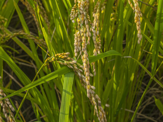稲の実り