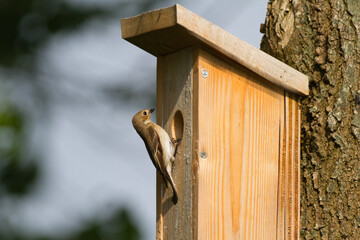 Female European pied flycatcher on birdhouse
