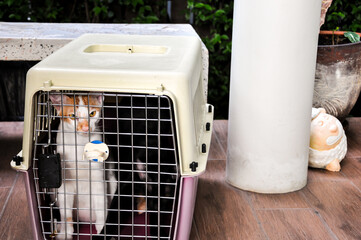 cat in plastic carrying / inside the box for moving to another place