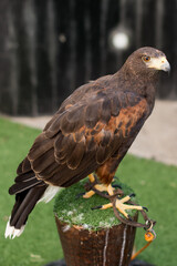 Eagle at medieval fair in Spain
