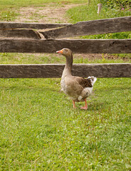 Gans auf dem Bauernhof
