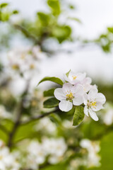 Flowering fruit tree. Apple blossom in the orchard.