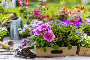 Fototapeta premium Sadzonki kolorowych kwiatów do sadzenia w ogrodzie.