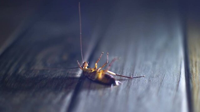 Dying cockroach waves his legs close-up slowmotion
