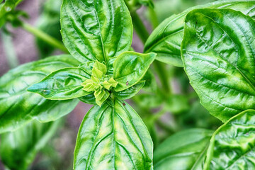 sweet basil plant