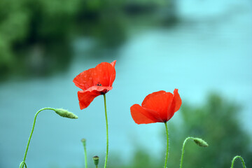 Close up shot of poppies