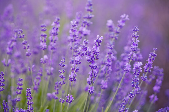 Lavender lilac flowers - nature background