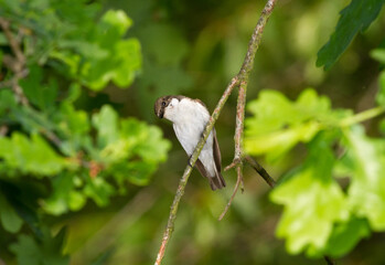 Male European pied flycatcher on a branch
