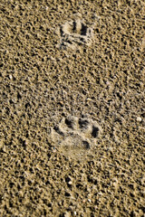 Fototapeta na wymiar A dog's track in the sand. A dog was walking along the seashore and left traces in the sand.