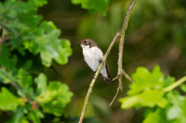 Male European pied flycatcher on a branch