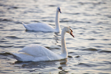 Naklejka na ściany i meble White Swan couple on the water