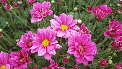 flowers chrysanthemum pink