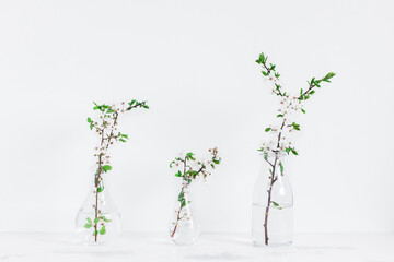 Flowers composition. Apple tree flowers into vases. Scandinavian style