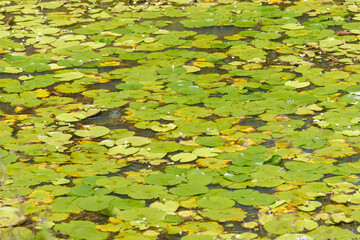 Water lilies growing in a pond in Australia.