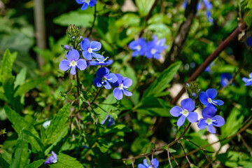 Bird's-eye speedwell or Veronica chamaedrys