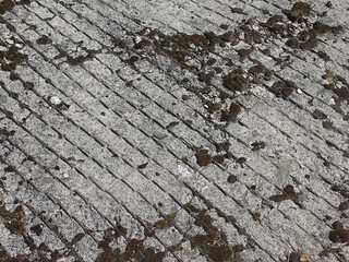 Grungy cracked concrete wall with yellow lichen background