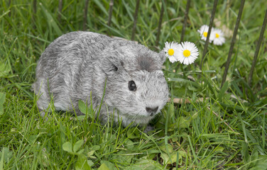 guinea pig in the garden