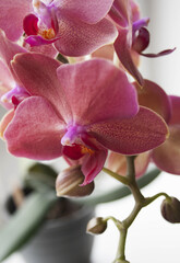 violet orchid flower on blurred background